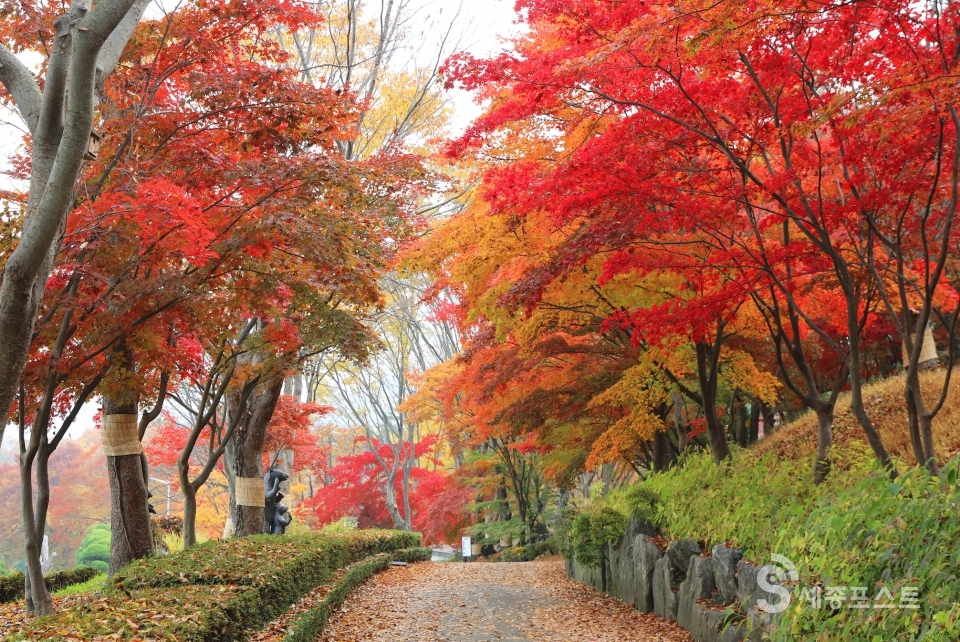 2024 베어트리파크 단풍축제 예매