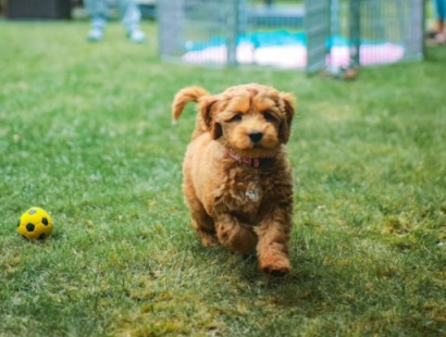 양평 용문산 산나물 축제