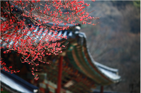 Versión en Español: Coreano Real – Lo que realmente dicen los coreanos vs. el coreano de los libros