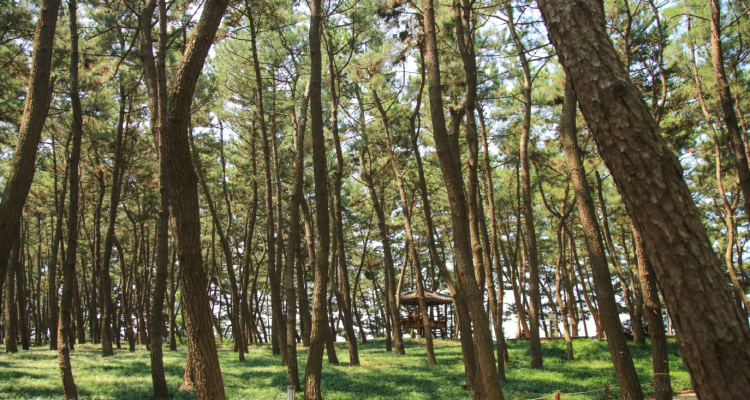 장항송림산림욕장 장항스카이워크