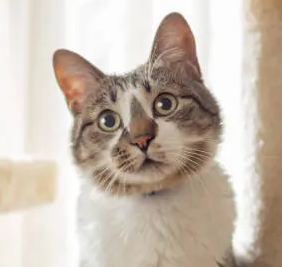 고양이가 씹거나 긁는 것은 고양이의 사정도 있다 연령대별로 다른 대책