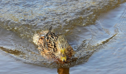 레임덕 뜻과 유래&amp;#44; 예시 총정리