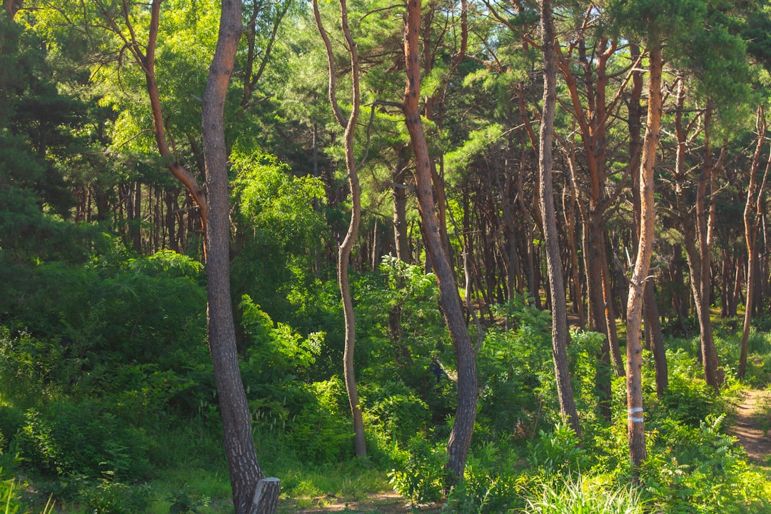 Pohang.
