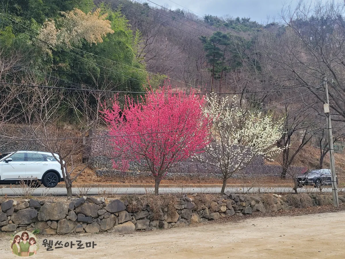 순매원근처카페-가마등-입구홍매화나무