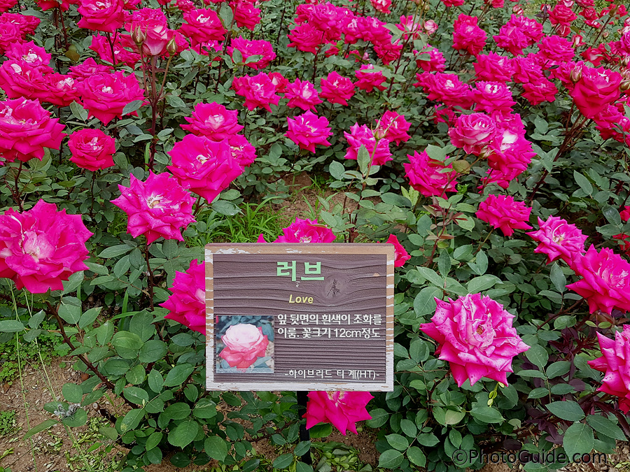 러브