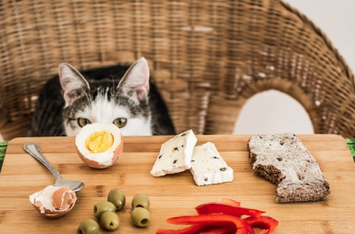 테이블 위에 있는 달걀을 바라보는 고양이