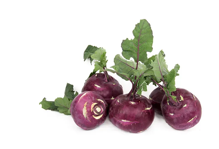 콜라비 재배 모종 선택 빛 관리 당도 높이기_3