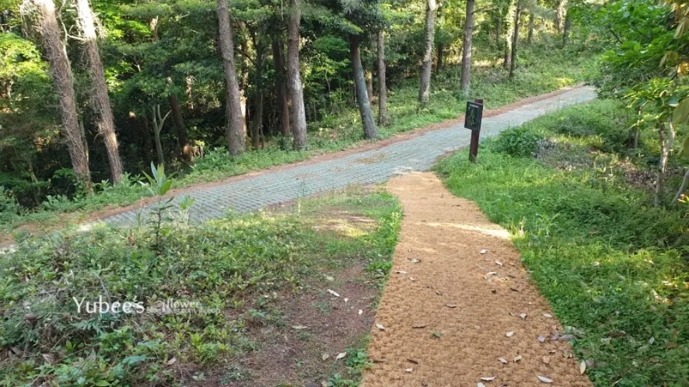 오름 올라가는 길