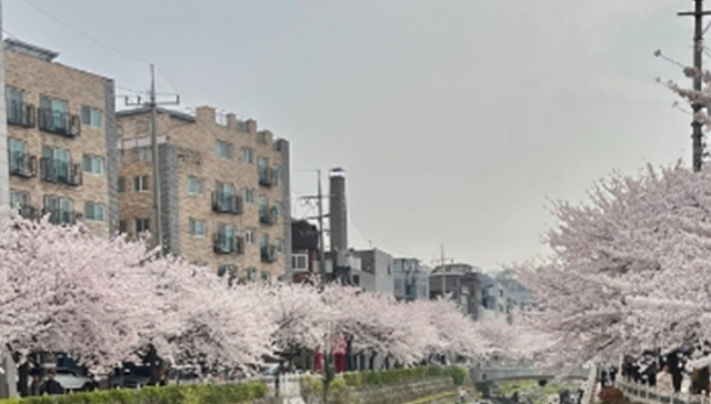 서울 벚꽃 명소 추천 베스트10 여의도 윤중로 석촌호수 서울숲 경희대학교 캠퍼스 남산공원 & 남산도서관 앞 창경궁 양재천 북서울 꿈의숲 안양천 벚꽃길 한성대입구 낙산공원