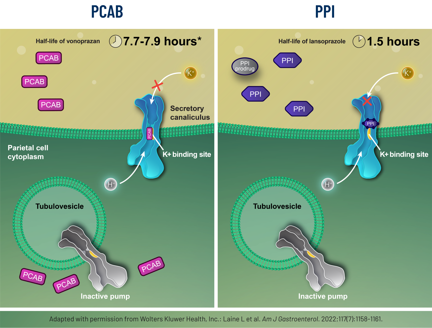 PCAB vs PPI