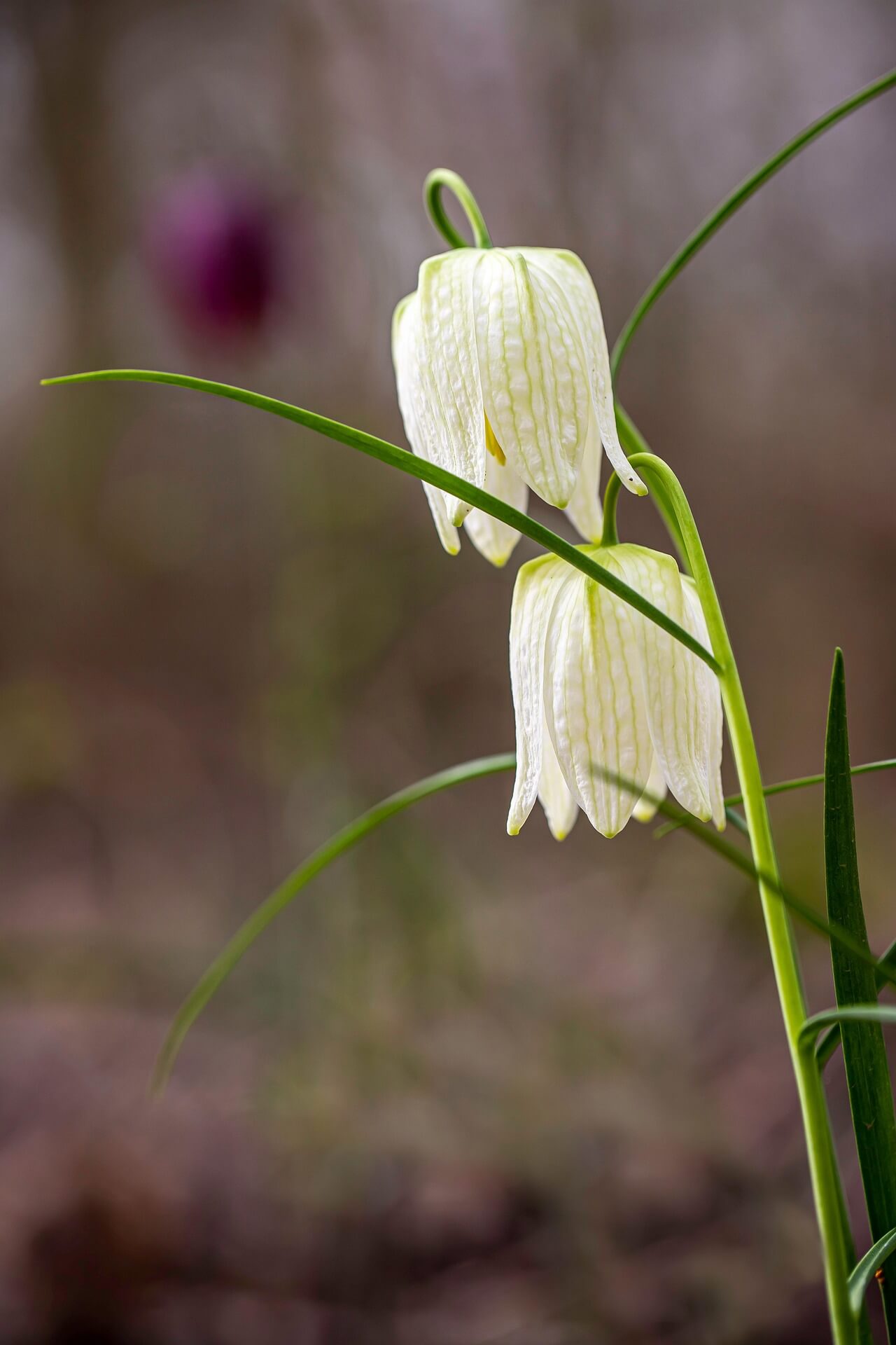 멸종위기 동식물 관점에서 보는 오세아니아 멸종위기 식물의 특징