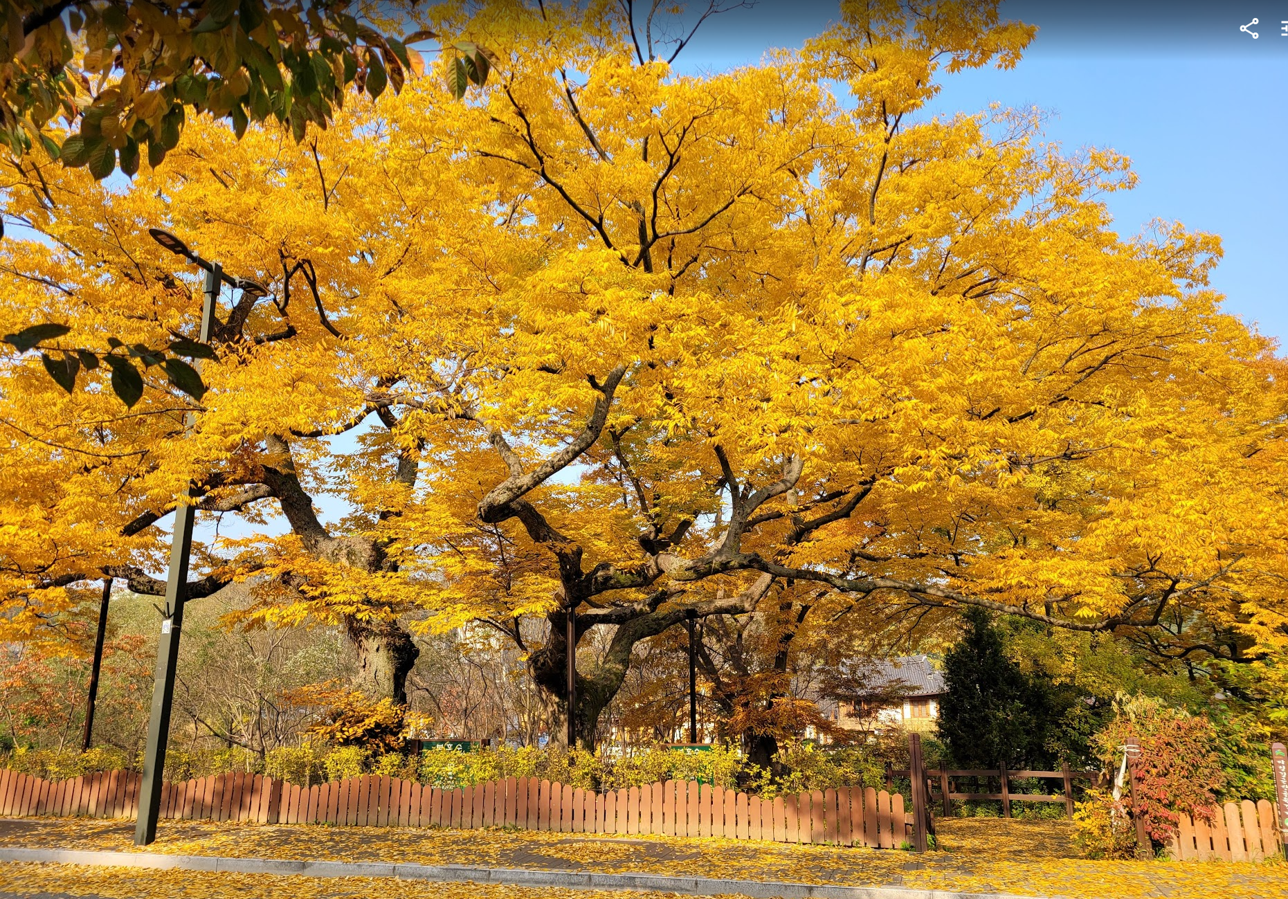 진관사 가는길 보호수