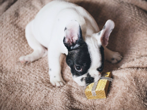 강아지가 물건을 핥는사진