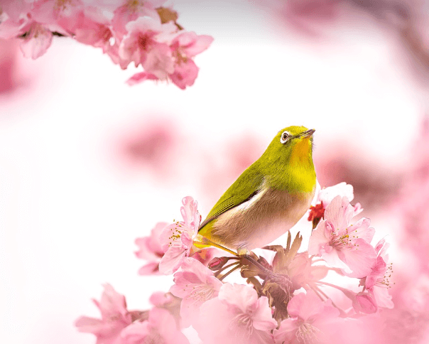 벚꽃