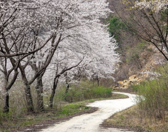 장수 벚꽃