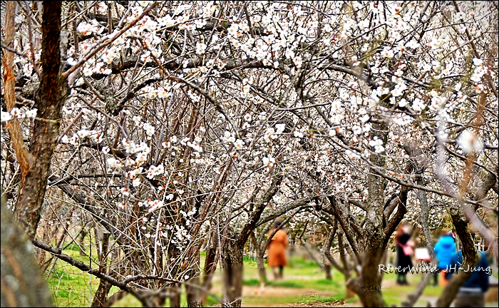 원동매하화 순매원
부산근교 원동매하화 순매원