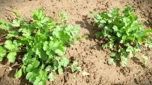 고수-재배법-파종시기-수확시기-파종방법-모종-심는방법-정식방법