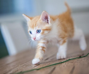 고양이