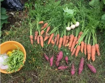 당근 재배 씨 뿌리기 토심 확보 잡초 관리_7