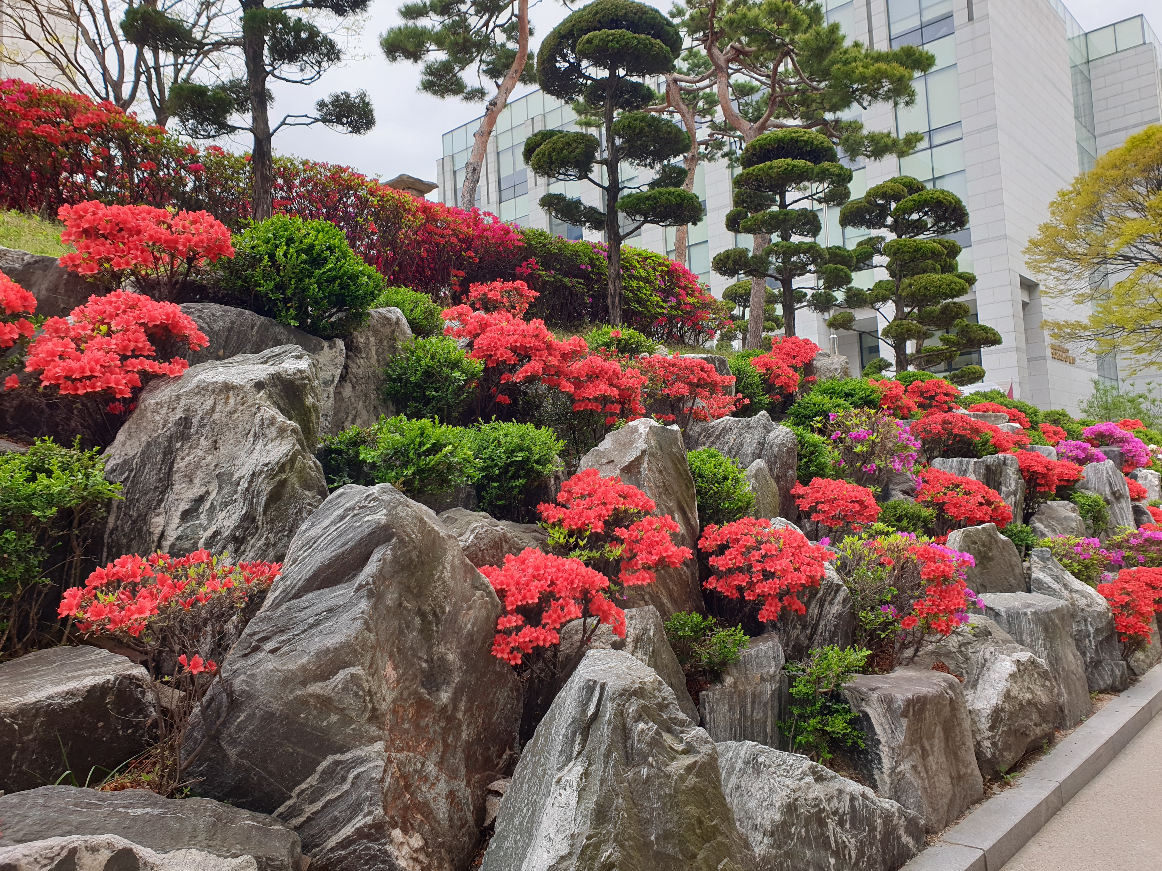 아름다운 연산홍