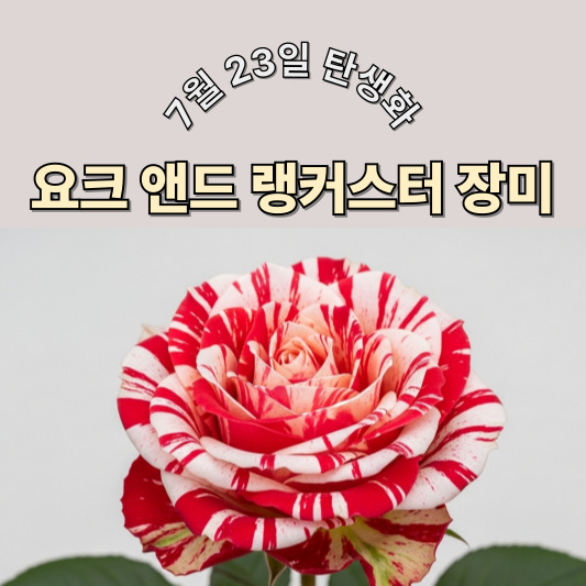 7월 23일 탄생화, 요크 앤드 랭커스터 장미