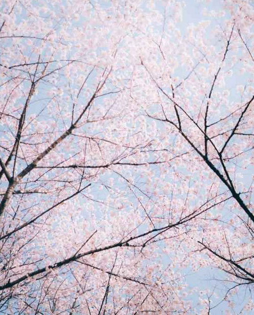 석촌호수 벚꽃축제 일정·기간·야경·주차·가는길