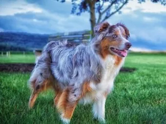 전 세계에서 가장 비싼 강아지 TOP20 몸값 높은 명품견 총정리 안내_4