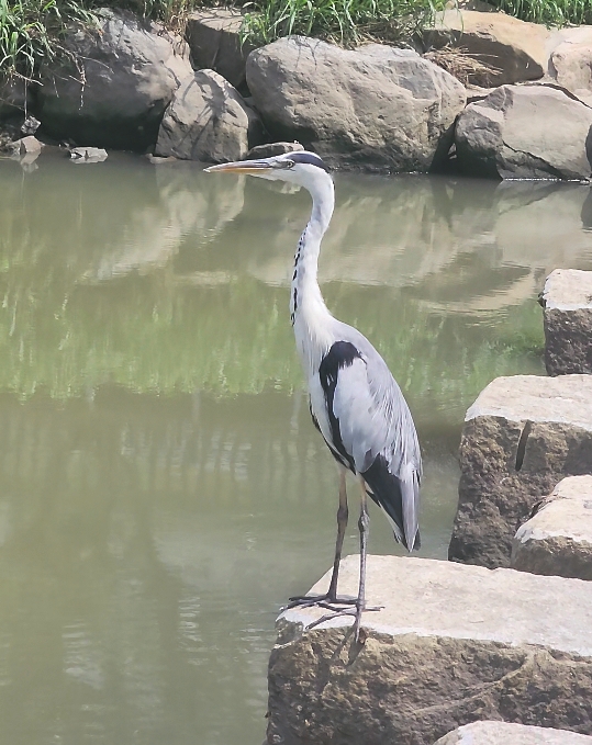멍 때리는 왜가리