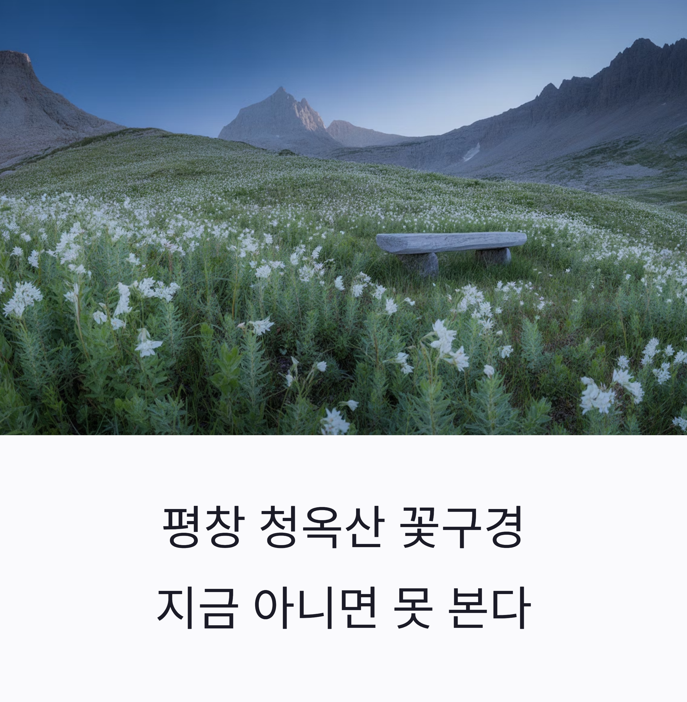 평창 청옥산 꽃구경