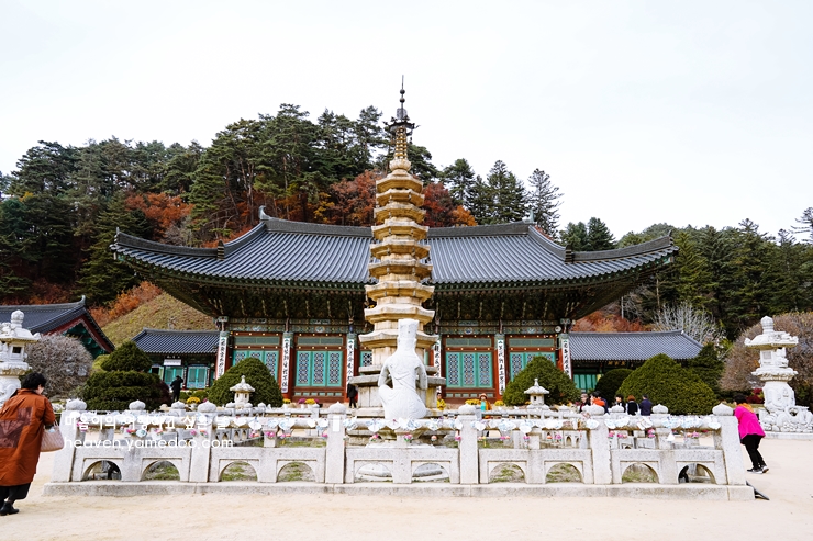 평창 가볼만한곳