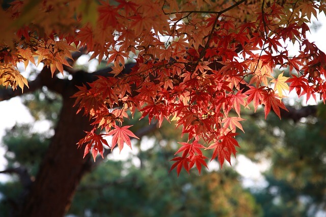 설악산 단풍 모습
