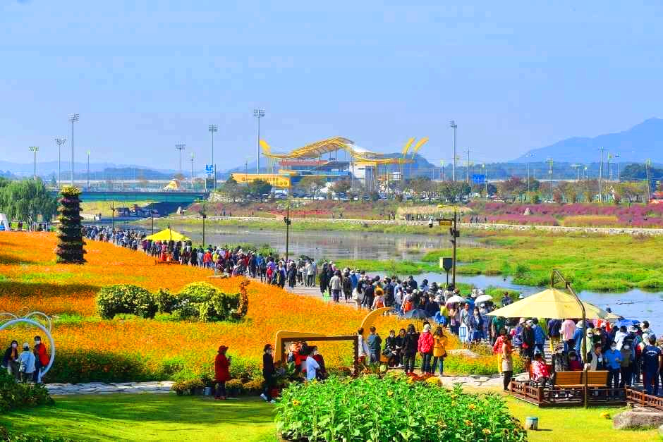장성 황룡강 가을꽃축제