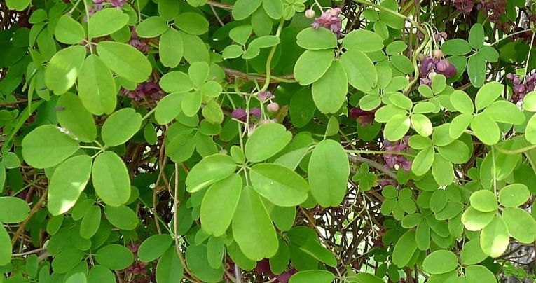 먹을 수 있는 줄 몰랐던 희귀한 식용 식물