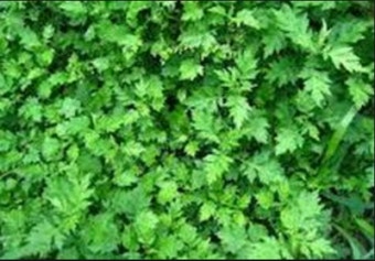 쑥 효능 부작용