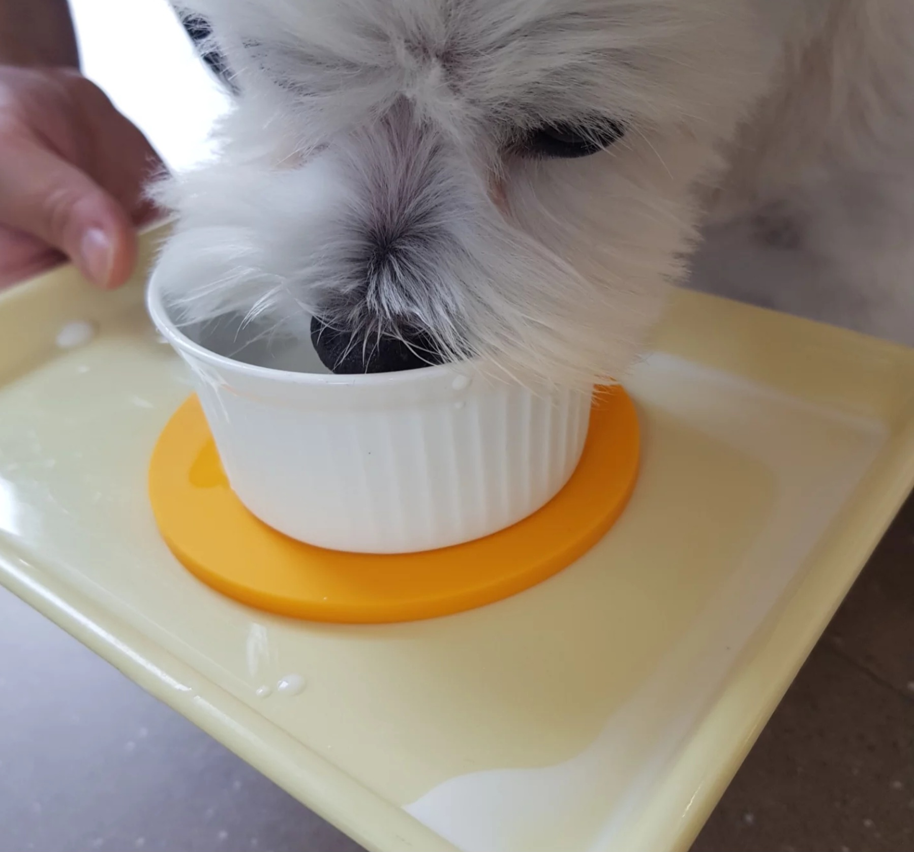 하울픽스 카페에서 멍푸치노 마시는 강아지1