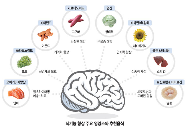 뇌기능 향상 주요 영양소와 추천음식