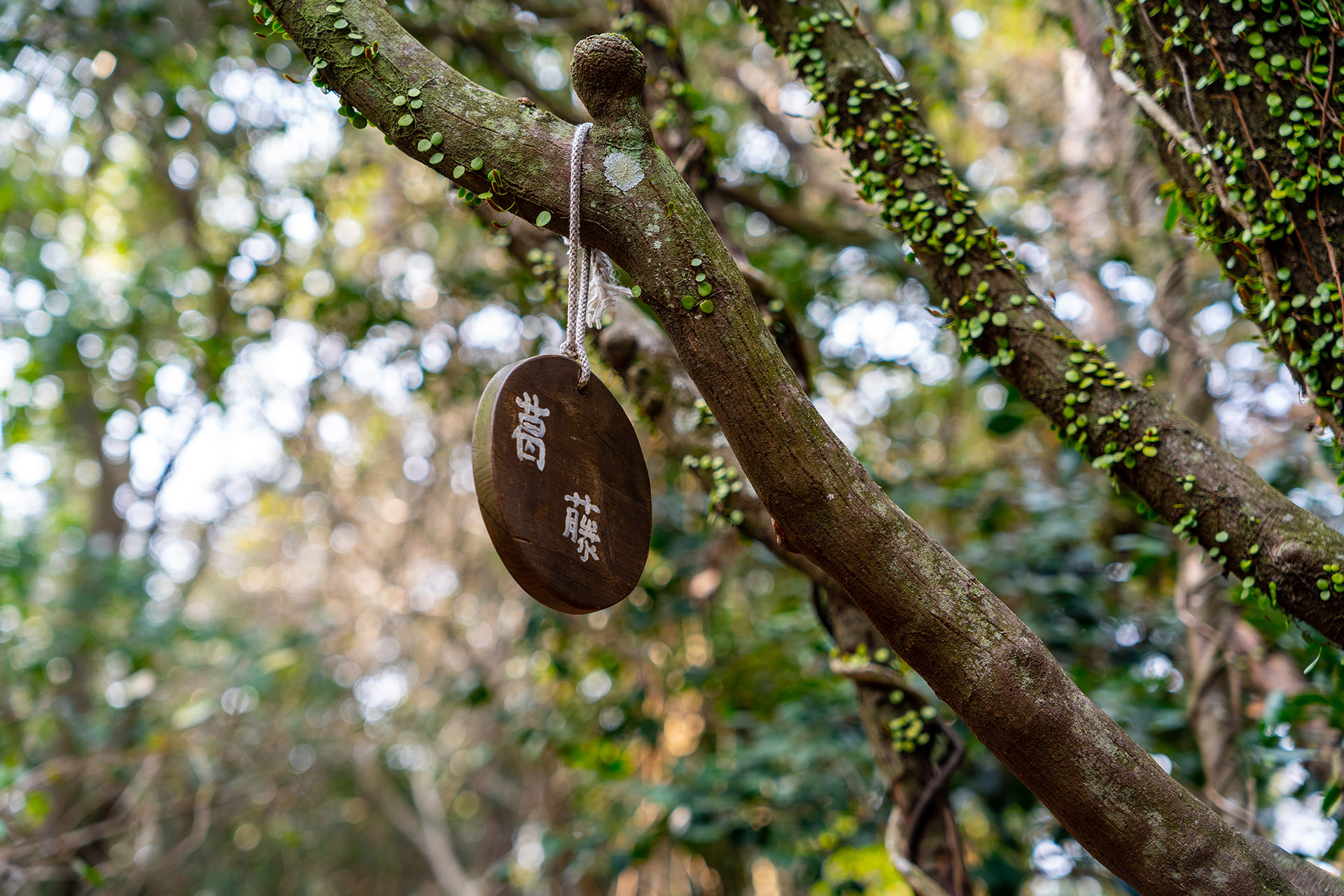 환상숲 곶자왈 공원