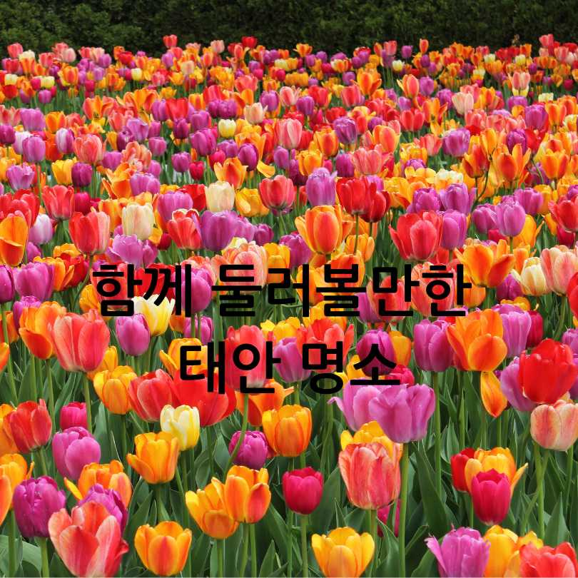 2025년 태안 튤립 축제