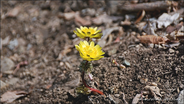 천성산 산하동 야생화