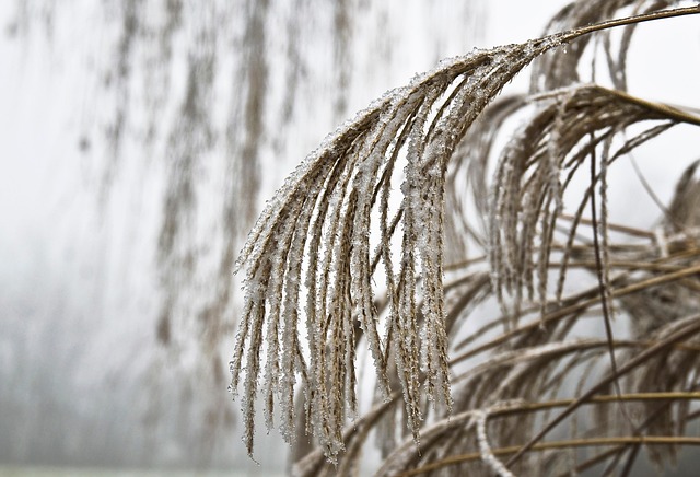 갈대와 억새의 차이점부터 갈대뿌리(노근)효능, 명소 추천