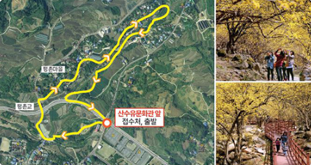 구례 산수유 축제