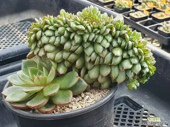 화분 뿌리썩음 예방 배수층강화 흙배합개선 물주기간격 체크리스트_6