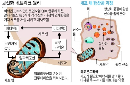 알파리포산 효과 효능