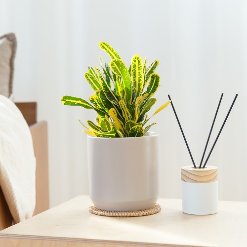 바나나-크로톤-화이트화분