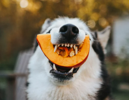 강아지 단호박 급여 방법. 약일까 독일까?