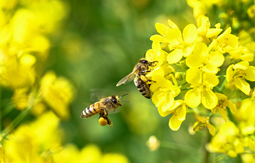 프로폴리스효능