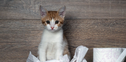 고양이