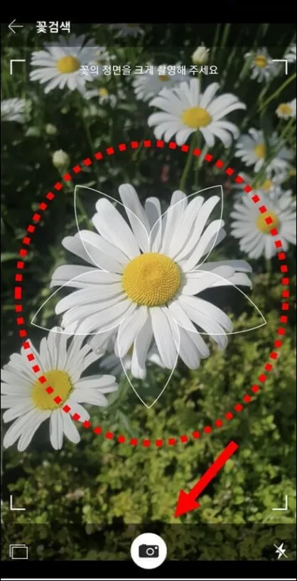 다음-꽃사진-촬영