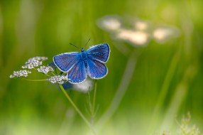 모바일 운전면허증 발급방법 17