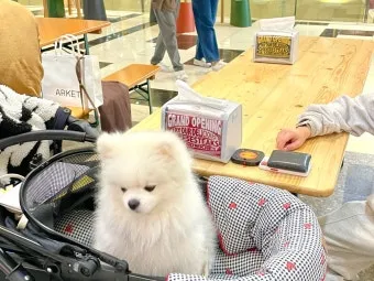 강아지 동반 애견 동반 여행 국내 베스트 10_26